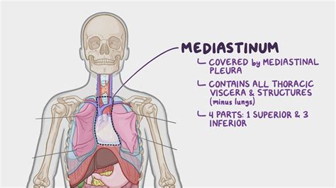 how do you say mediastinal.